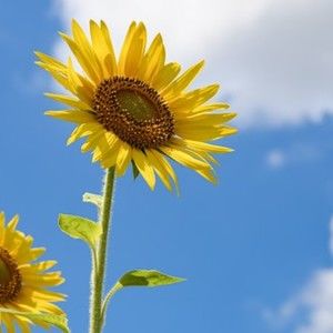 Meet your Posher, Marla